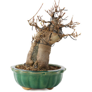 Acer buergerianum, 18,5 cm, ± 12 years old