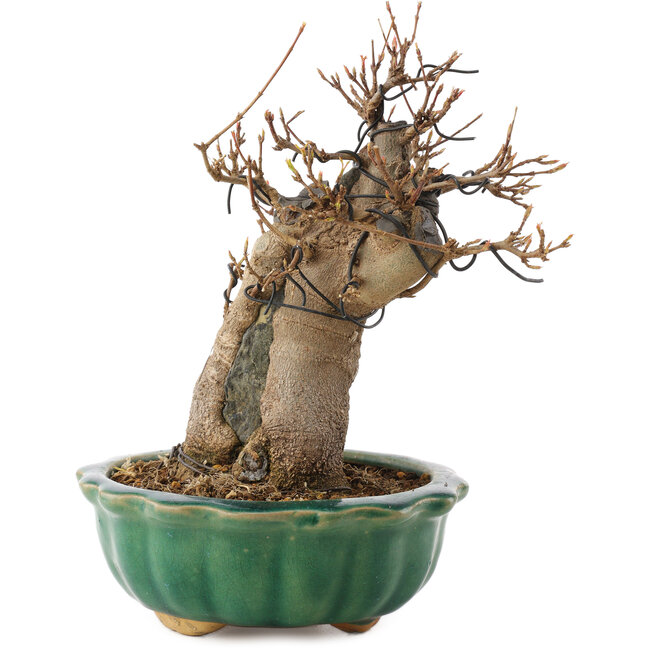 Acer buergerianum, 18,5 cm, ± 12 jaar oud