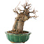 Acer buergerianum, 18,5 cm, ± 12 años