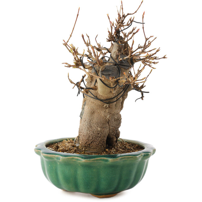 Acer buergerianum, 18,5 cm, ± 12 años