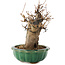 Acer buergerianum, 18,5 cm, ± 12 jaar oud