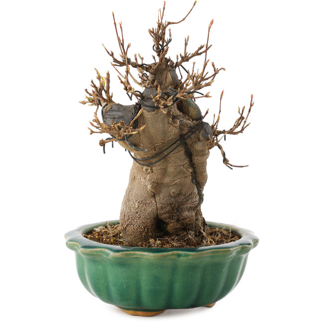 Acer buergerianum, 18,5 cm, ± 12 years old