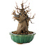 Acer buergerianum, 18,5 cm, ± 12 años