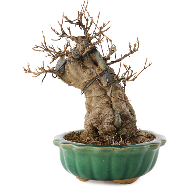 Acer buergerianum, 18,5 cm, ± 12 anni