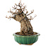 Acer buergerianum, 18,5 cm, ± 12 años