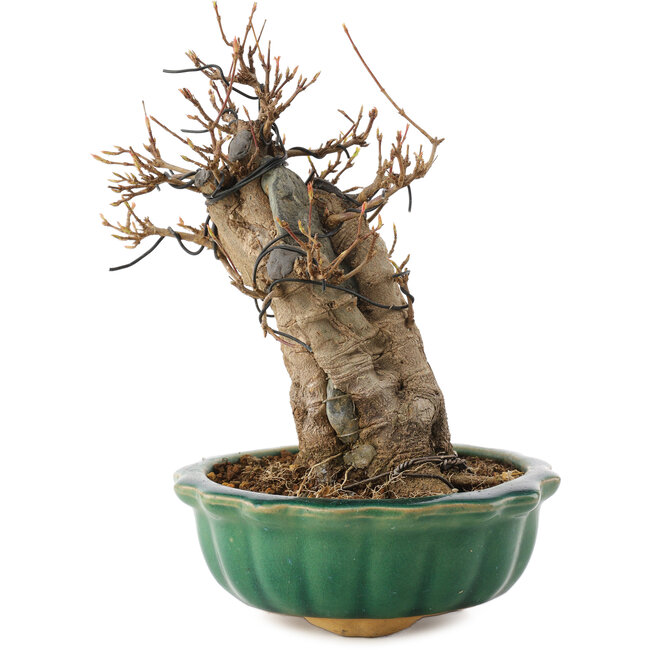 Acer buergerianum, 18,5 cm, ± 12 años