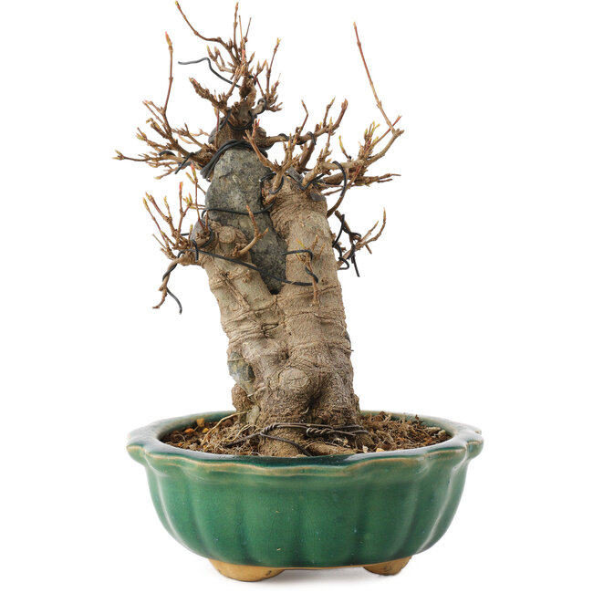 Acer buergerianum, 18,5 cm, ± 12 años