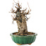 Acer buergerianum, 18,5 cm, ± 12 años