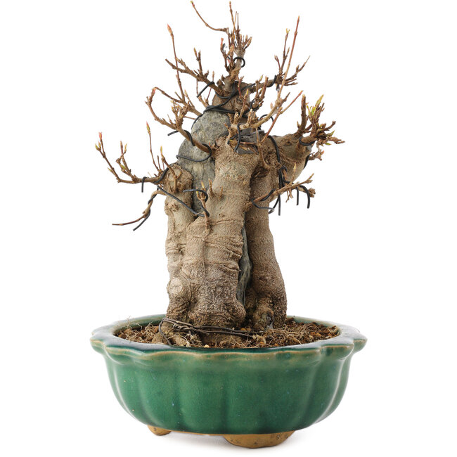 Acer buergerianum, 18,5 cm, ± 12 anni