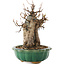 Acer buergerianum, 18,5 cm, ± 12 años