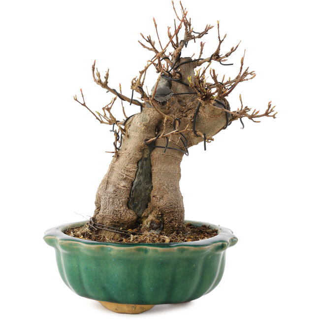 Acer buergerianum, 18,5 cm, ± 12 años