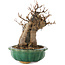 Acer buergerianum, 18,5 cm, ± 12 jaar oud