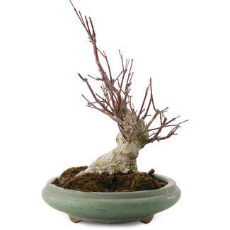 Acer palmatum, 24 cm, ± 20 ans