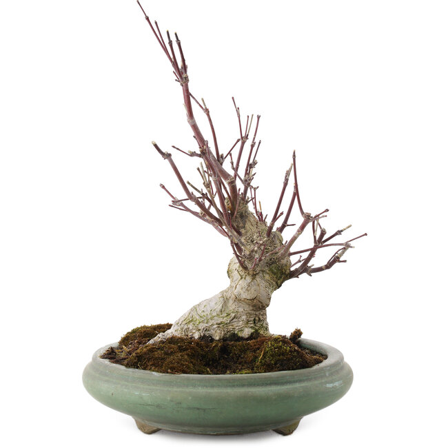 Acer palmatum, 24 cm, ± 20 años