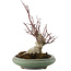 Acer palmatum, 24 cm, ± 20 años