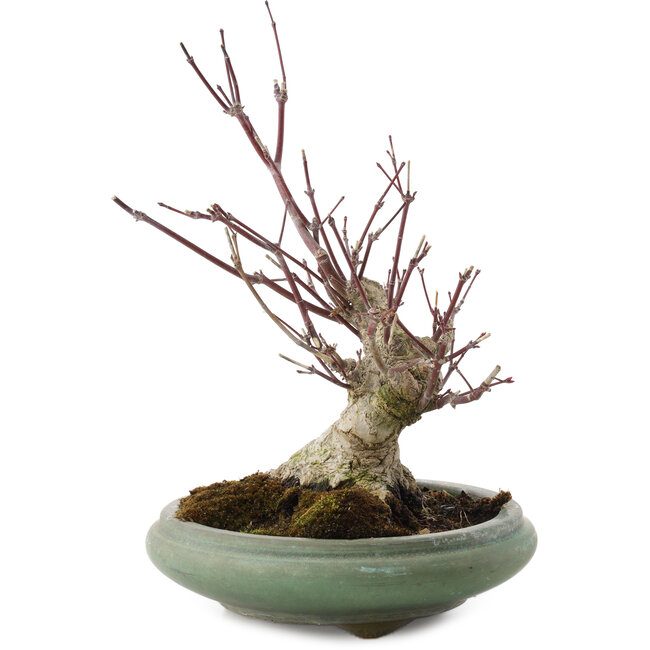 Acer palmatum, 24 cm, ± 20 years old