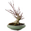 Acer palmatum, 24 cm, ± 20 years old