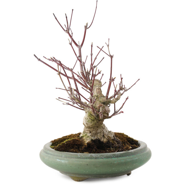 Acer palmatum, 24 cm, ± 20 anni