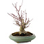 Acer palmatum, 24 cm, ± 20 años