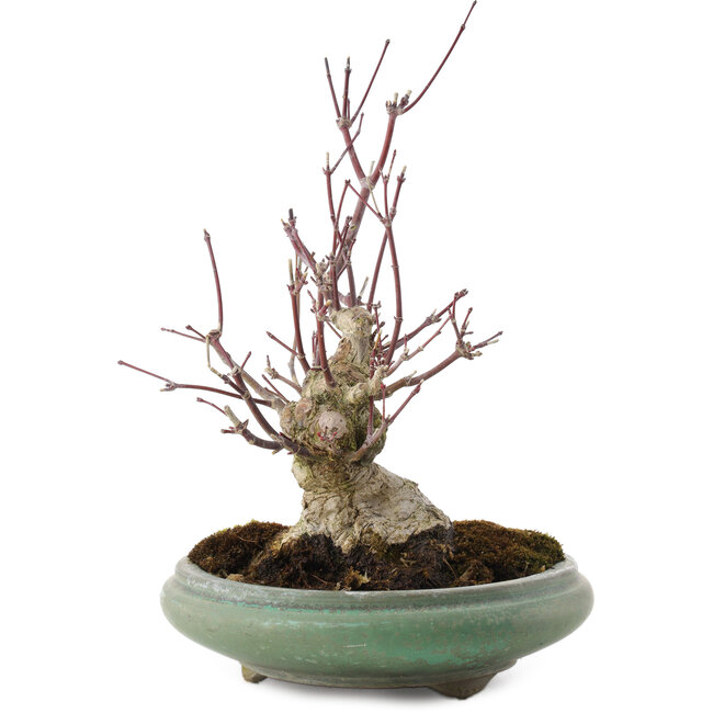 Acer palmatum, 24 cm, ± 20 jaar oud