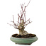Acer palmatum, 24 cm, ± 20 años