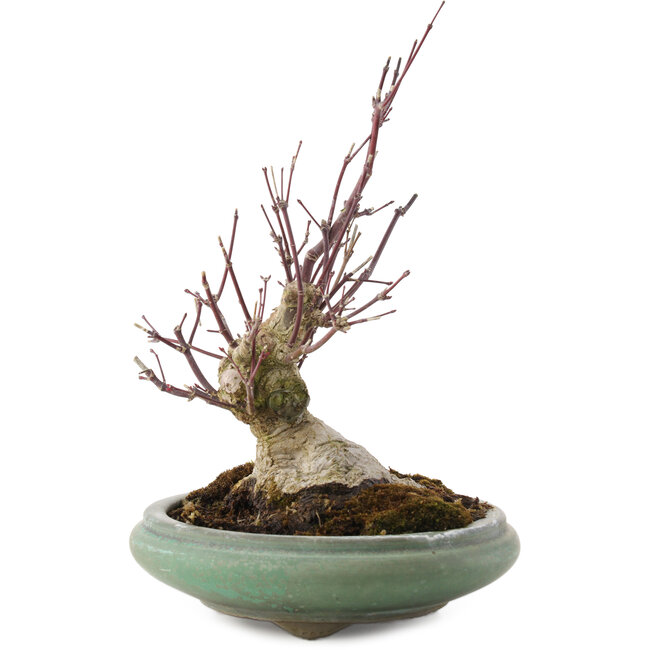 Acer palmatum, 24 cm, ± 20 Jahre alt
