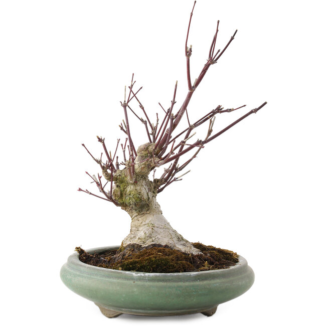 Acer palmatum, 24 cm, ± 20 years old