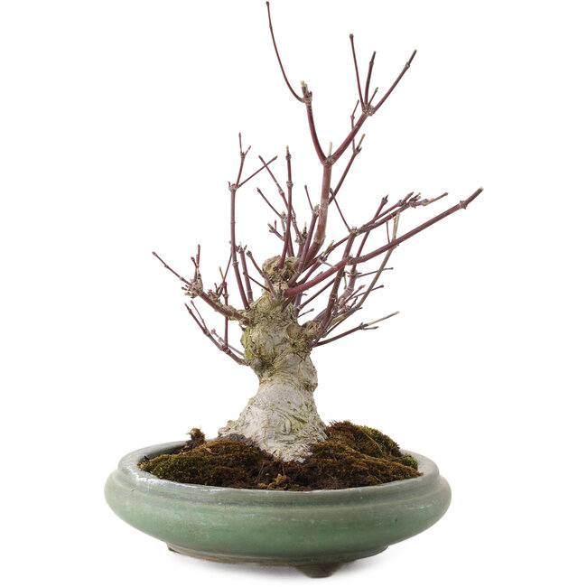 Acer palmatum, 24 cm, ± 20 años