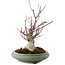 Acer palmatum, 24 cm, ± 20 años