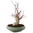 Acer palmatum, 24 cm, ± 20 años