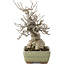 Ilex serrata, 16 cm, ± 20 years old