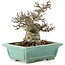 Ilex serrata, 14,5 cm, ± 20 jaar oud, in pot met chip