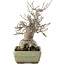 Ilex serrata, 16 cm, ± 20 years old