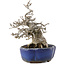 Ilex serrata, 14,5 cm, ± 20 jaar oud