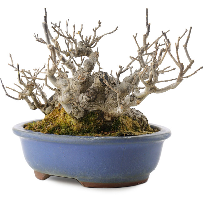 Ilex serrata, 14,5 cm, ± 20 anni