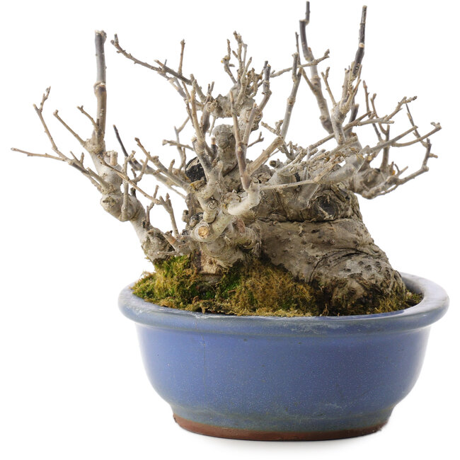 Ilex serrata, 14,5 cm, ± 20 anni