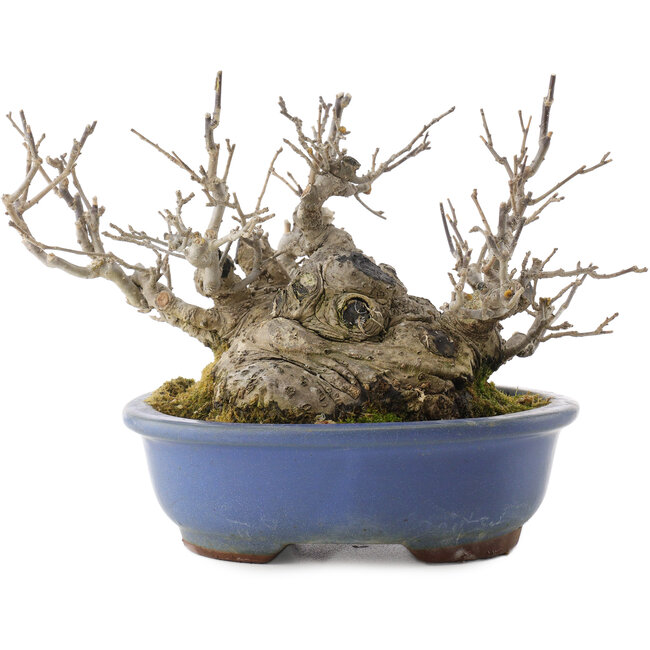 Ilex serrata, 14,5 cm, ± 20 years old