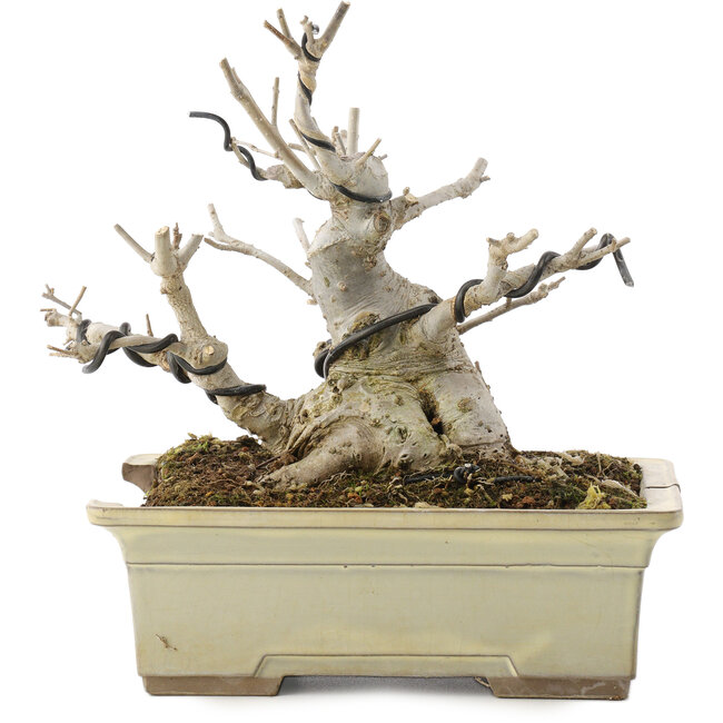 Ilex serrata, 15,5 cm, ± 10 ans, dans un pot cassé