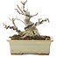 Ilex serrata, 15,5 cm, ± 10 ans, dans un pot cassé