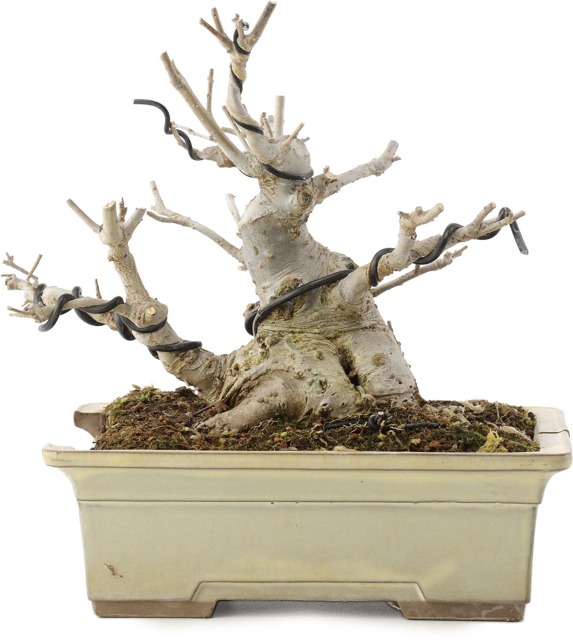 Ilex serrata, 15,5 cm,  10 years old, in a broken pot - Bonsai Plaza
