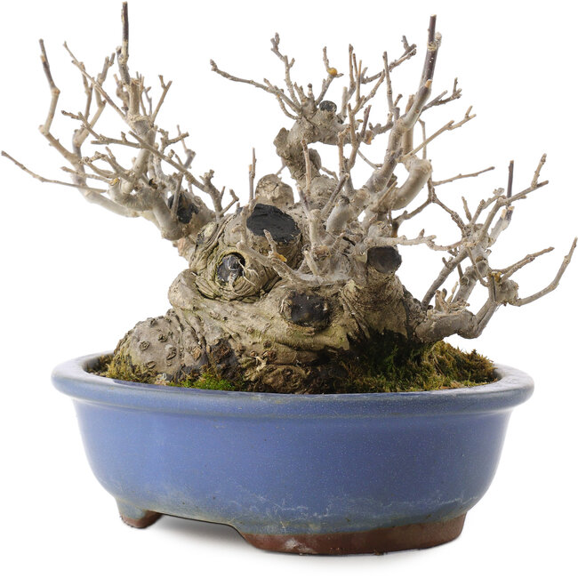 Ilex serrata, 14,5 cm, ± 20 years old