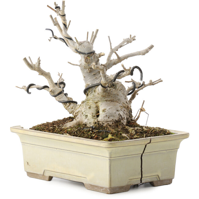 Ilex serrata, 15,5 cm, ± 10 ans, dans un pot cassé