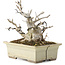 Ilex serrata, 15,5 cm, ± 10 ans, dans un pot cassé