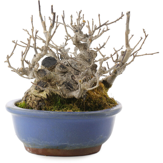 Ilex serrata, 14,5 cm, ± 20 ans