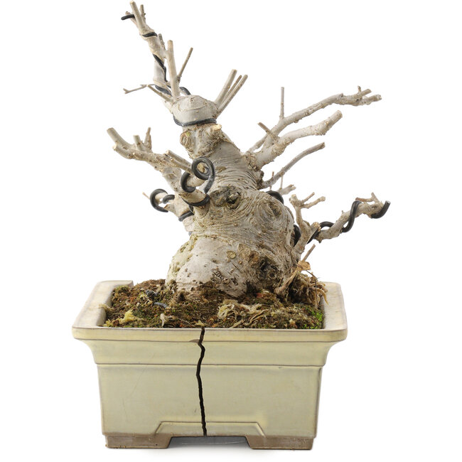 Ilex serrata, 15,5 cm, ± 10 ans, dans un pot cassé