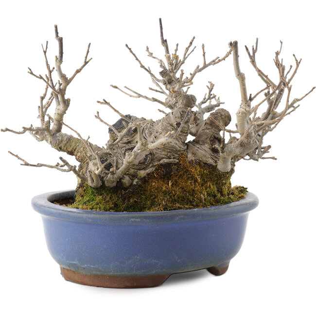 Ilex serrata, 14,5 cm, ± 20 anni