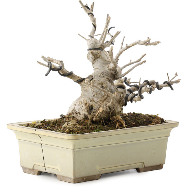 Ilex serrata, 15,5 cm, ± 10 Jahre alt, in einem zerbrochenen Topf