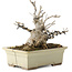 Ilex serrata, 15,5 cm, ± 10 ans, dans un pot cassé