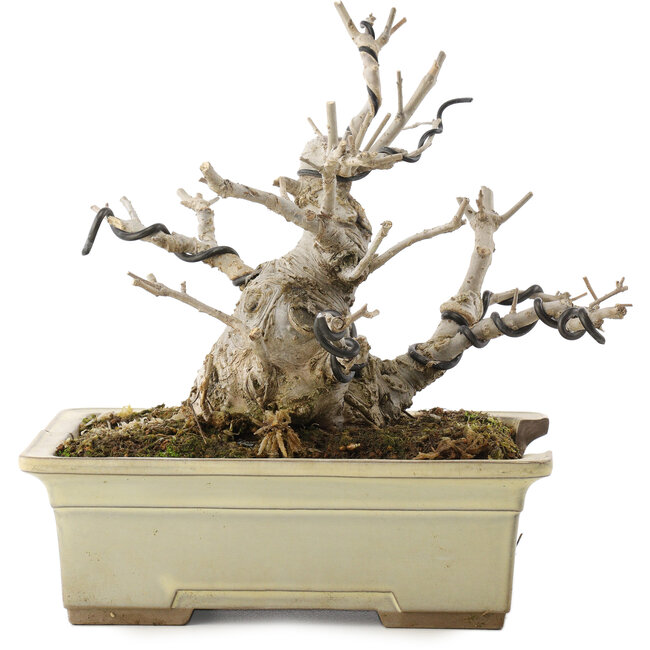 Ilex serrata, 15,5 cm, ± 10 Jahre alt, in einem zerbrochenen Topf