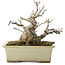 Ilex serrata, 15,5 cm, ± 10 ans, dans un pot cassé